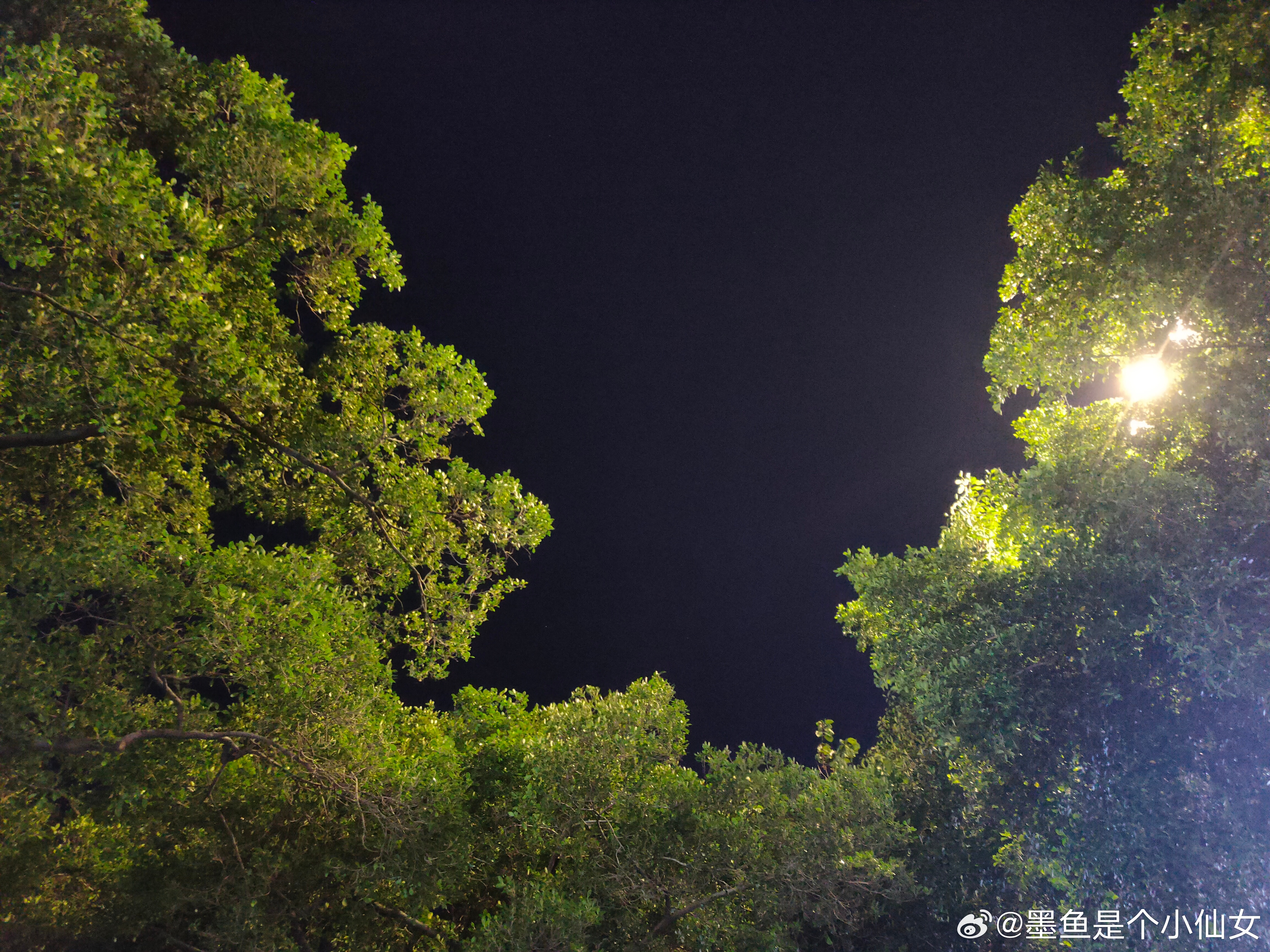 夜间自然美景之旅，探寻内心平静的旅程