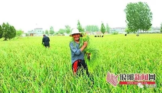 苍山蒜苔最新价格，变化中的机遇，成就感的源泉