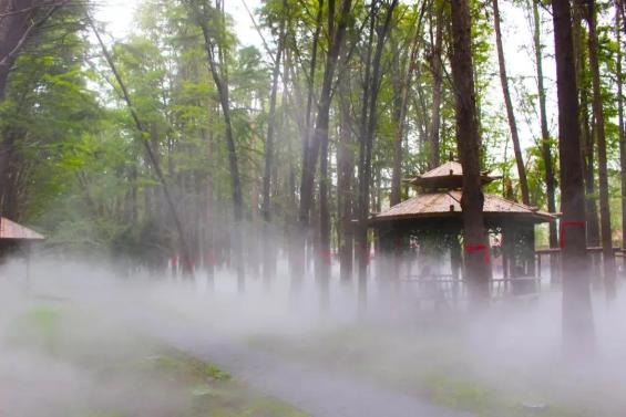 雾花直播，探寻自然美景与内心宁静之旅