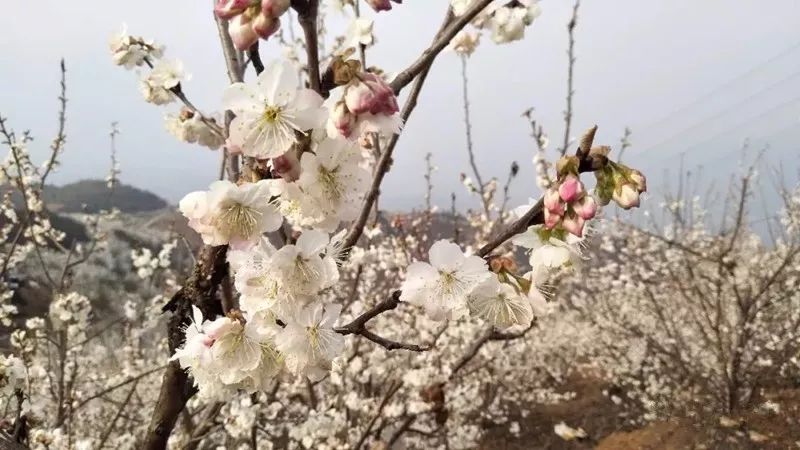 野花鲁论坛最新地址揭秘，网络时代的社区交流与观点碰撞之地