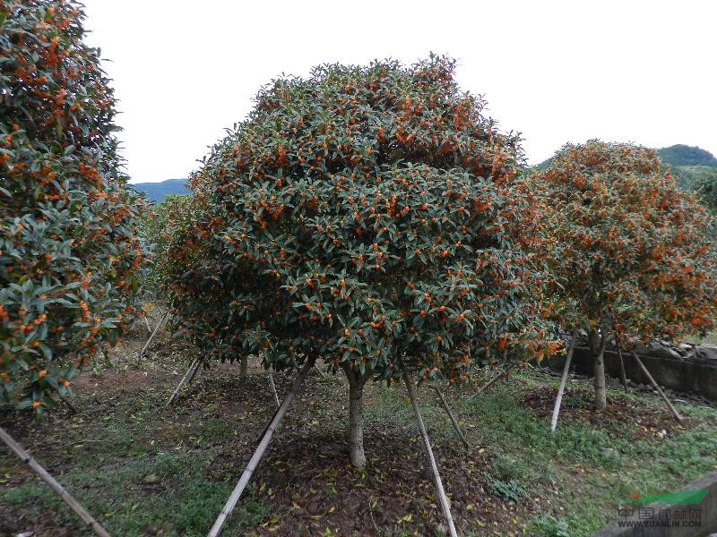 桂花树最新价格,桂花树最新价格及其市场趋势分析