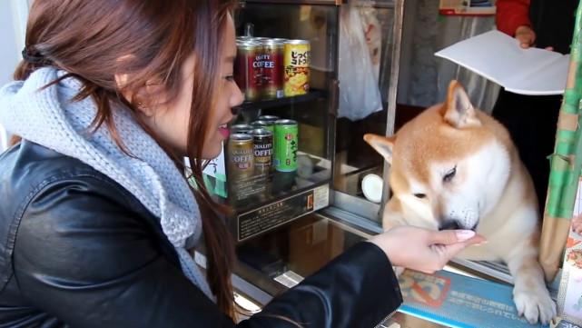 柴犬币最新动态，小巷独特小店探秘之旅