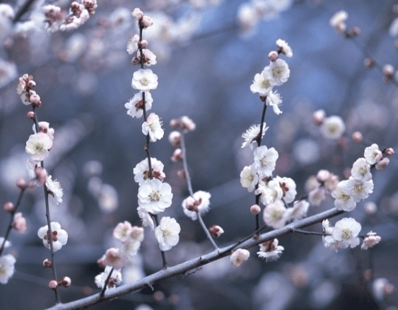 国际梅花协会引领高科技梅花新时代，智能生活体验开启新篇章