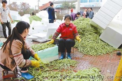 豆角最新行情走势揭秘，价格动态及小巷秘境探索