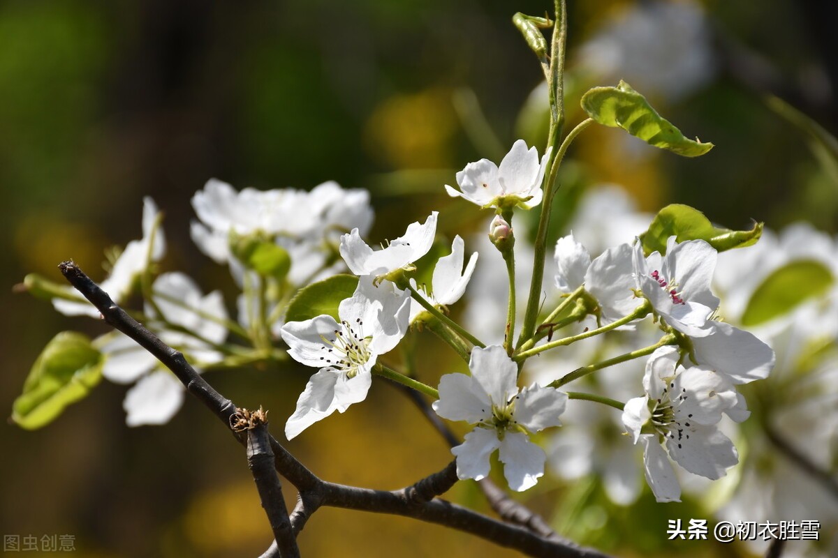 梨花属于什么生肖,详细数据解读_荣耀版70.713