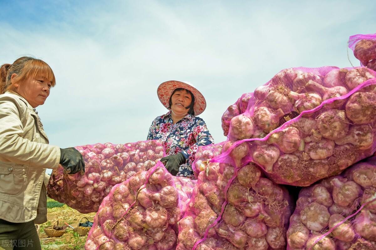 蒜市行情深度解析与观点阐述