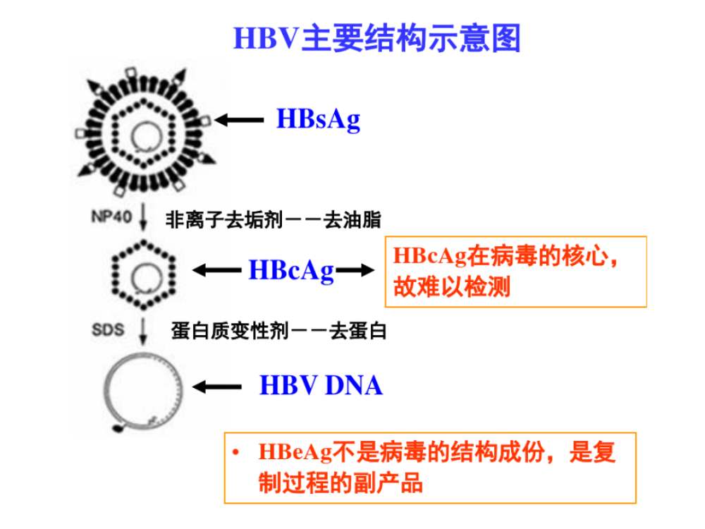 最新药物进展揭秘，掌握药物研发全过程步骤指南