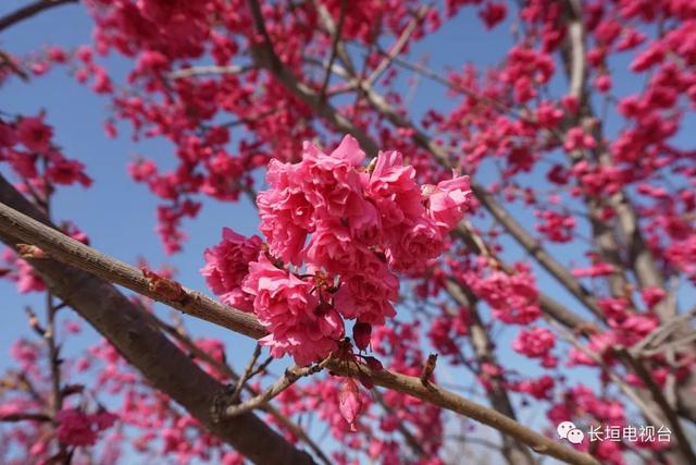 樱花盛宴，学习成长与美丽同行