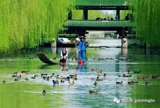 白条鸭最新批发价格，旅行邂逅自然美景，探寻内心平静之旅