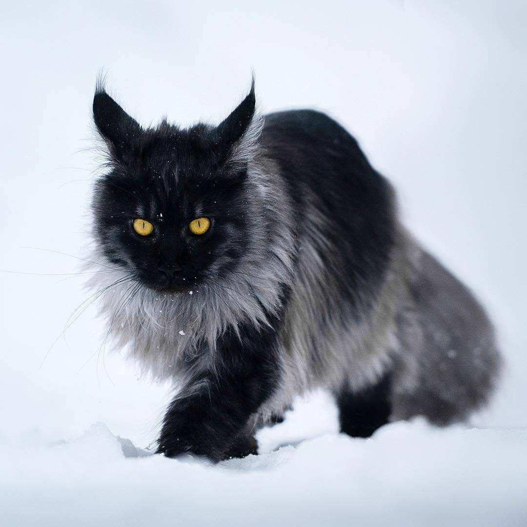 最新缅因猫品种介绍，一段温馨的猫主子日常，探索缅因猫的独特魅力