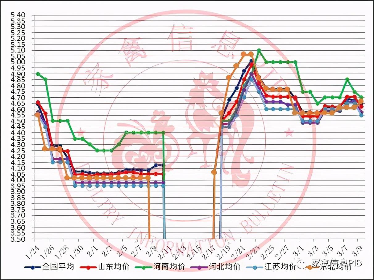 全国毛鸡价格最新行情及分析概览